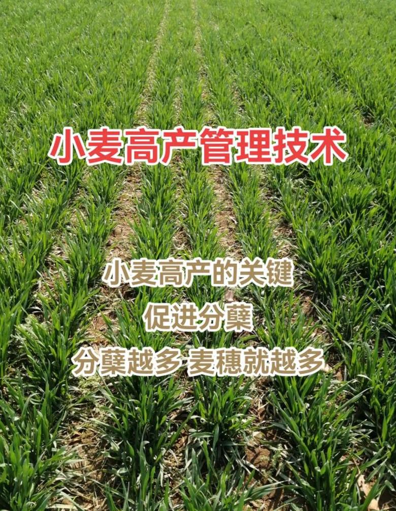 小麦生长周期全解析：春麦与冬麦种植时间差异及管理技巧