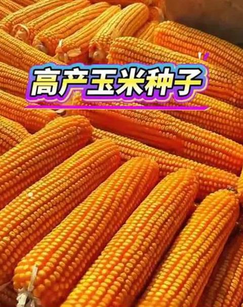 耐密植高产玉米品种盘点指南