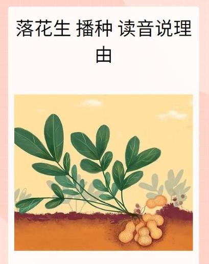 花生播种术语解读落花生读音全解析