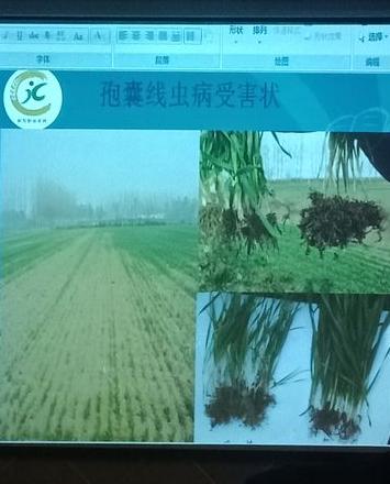 玉米种植时间及河南主要农作物盘点