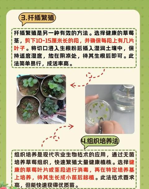 草莓移栽后施肥时机及缓苗护理要点