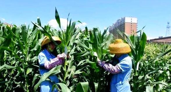 玉米高温影响：授粉关键因素及应对策略