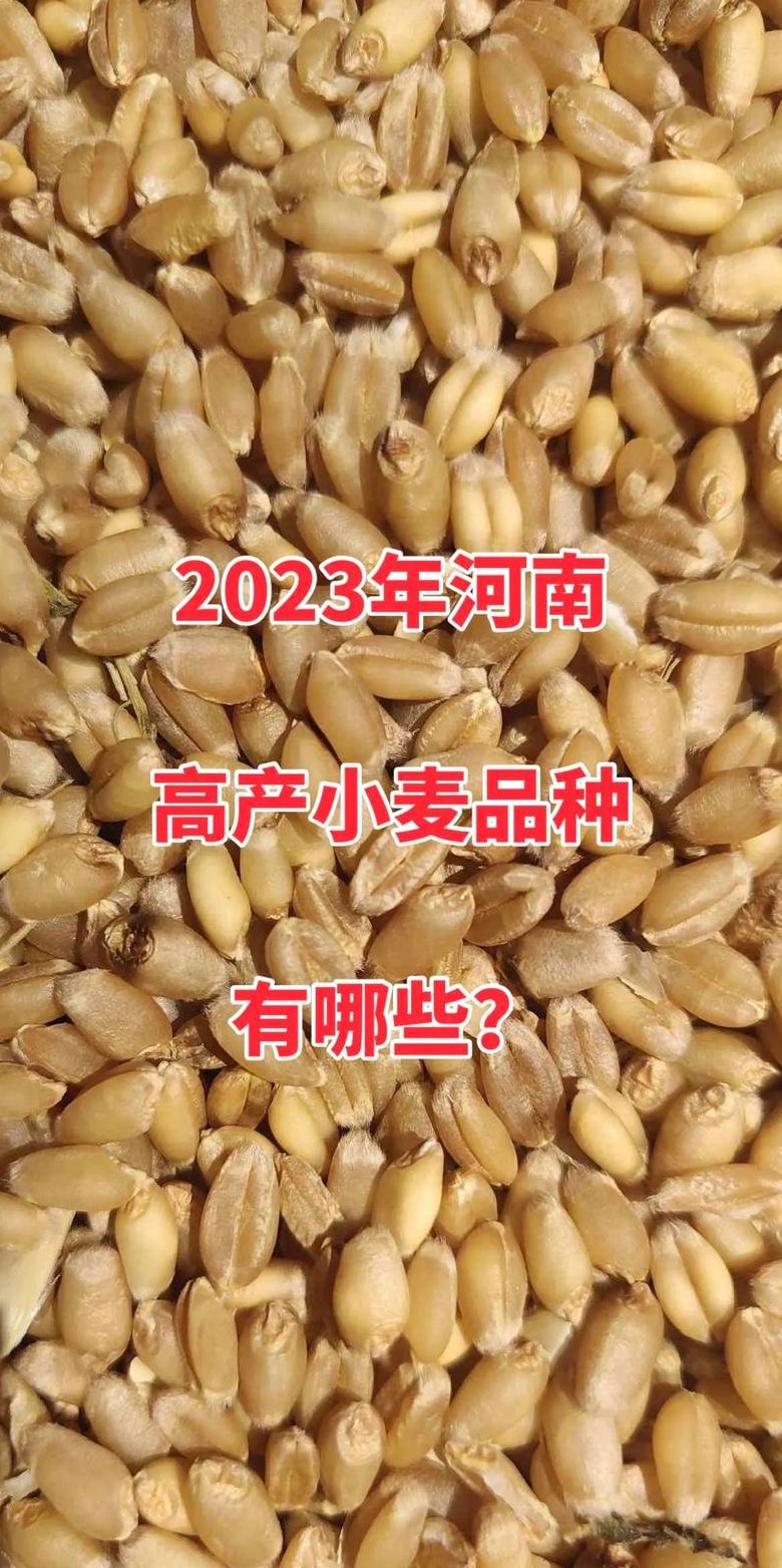 河南小麦种子品牌盘点：十大热门品种推荐