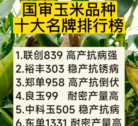 豪玉16玉米种子：北地种植的理想选择及高产玉米品种推荐