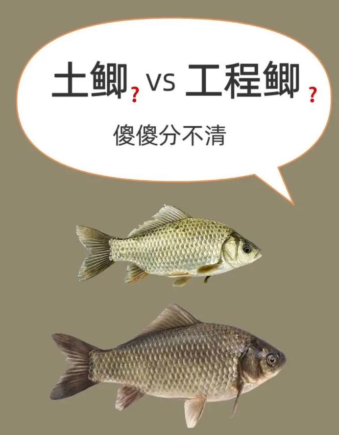 夏季鲫鱼饵料选择指南