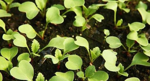 九月份最佳蔬菜种植指南