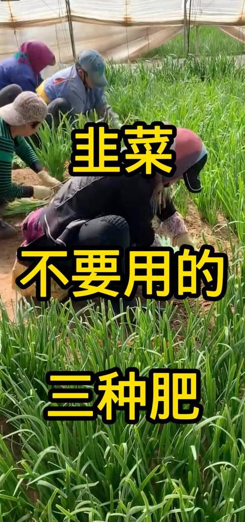 韭菜肥料攻略：助你种植黑亮粗壮好韭菜