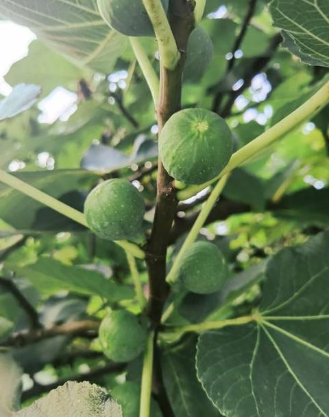 无花果不结果的原因分析及解决方法