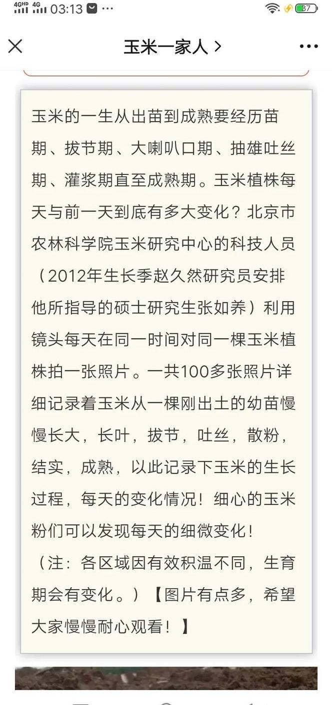 玉米成熟季节及时间详解