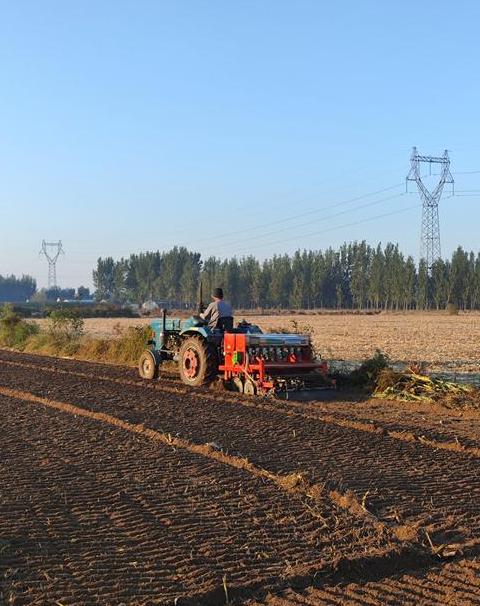 山西运城小麦价格行情及种植技巧解析