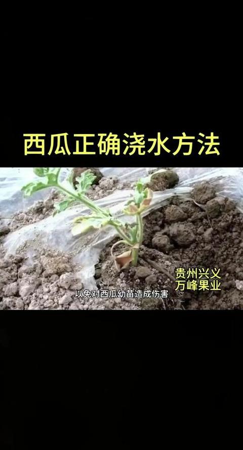 西瓜种子播种全攻略：从发芽到成熟技巧解析