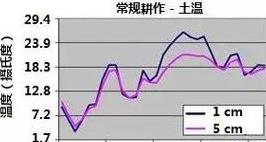 低温影响甜玉米成熟？5招应对策略助丰收