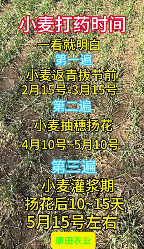 小麦扬花时间及管理要点