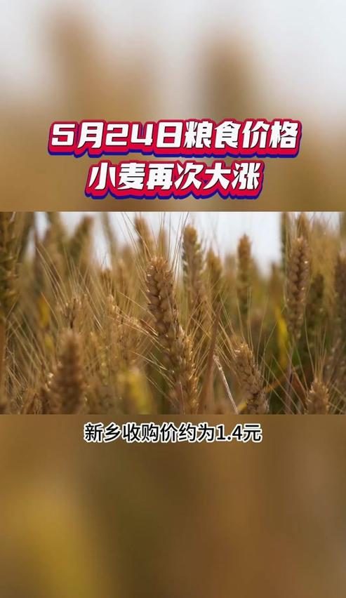 2024年小麦价格上涨时机及补贴政策解析