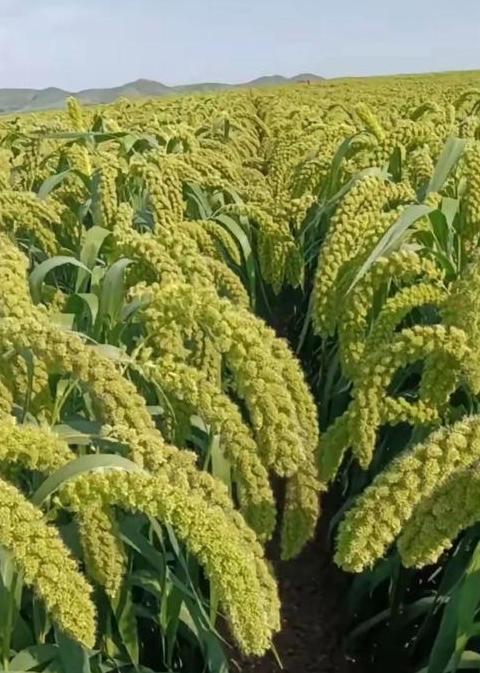 探寻我国原始农耕：水稻与小米的种植历史
