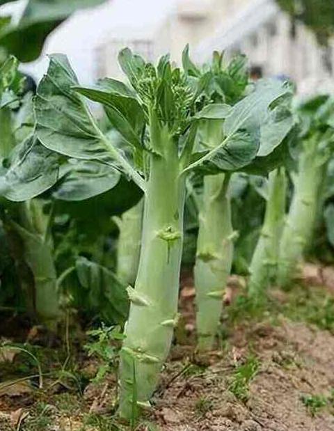 冬季必吃蔬菜推荐：16种养生蔬菜大盘点
