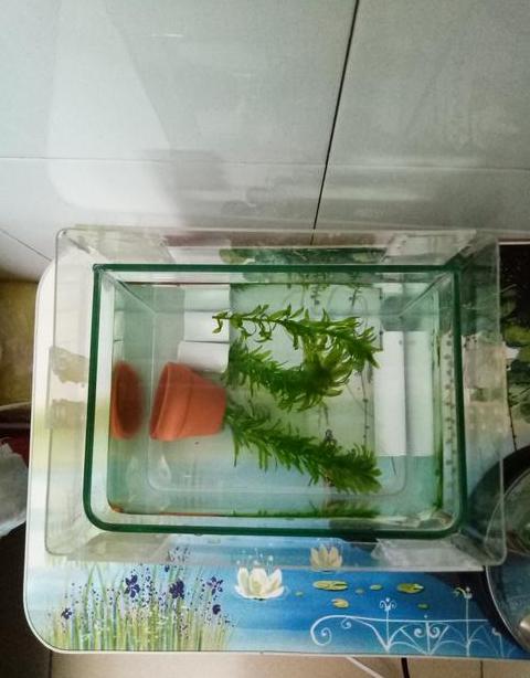 鳜鱼塘水草种植指南：莫斯与水草搭配技巧