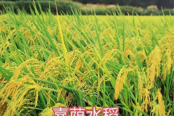 陕西种植指南：因地制宜的作物选择