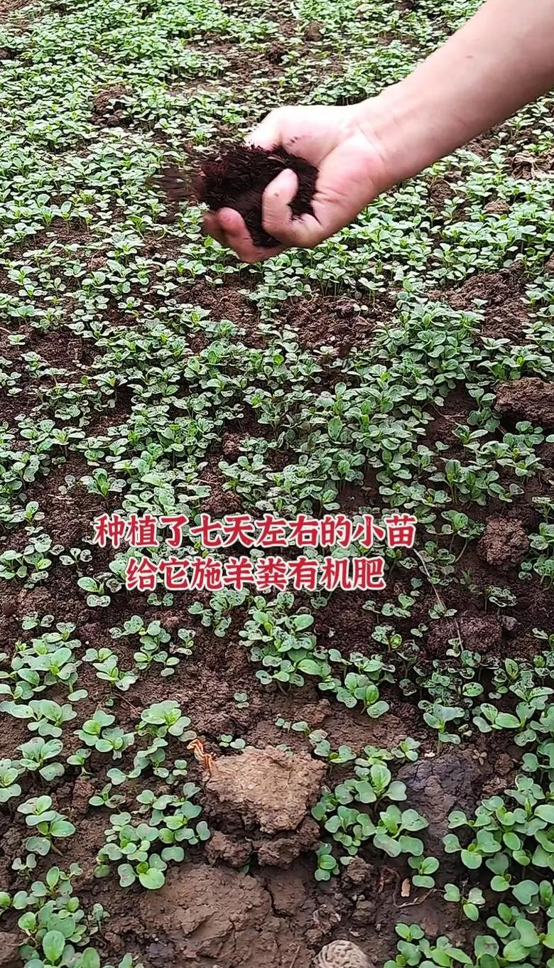 种菜施肥时间指南：播种到收获的施肥策略