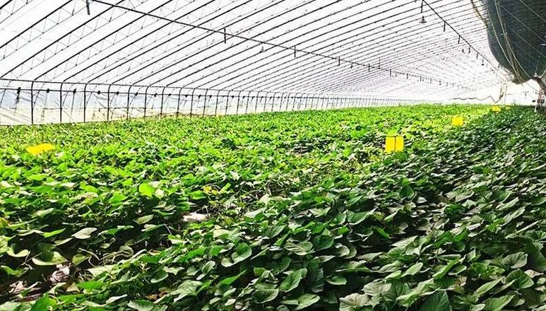 打造千亩红薯育苗基地，引领现代农业发展新篇章