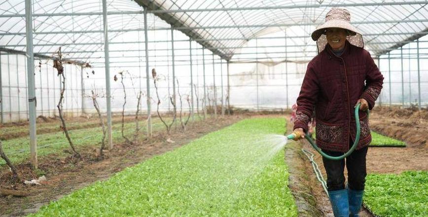 大田浇水时间表：根据植物需求与环境条件合理安排