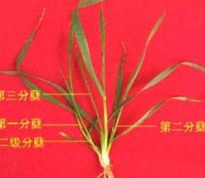 小麦分蘖的特性和作用解析