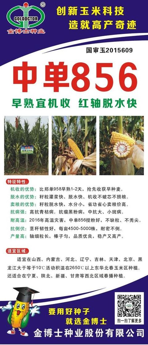 夏玉米高产种植技巧解析