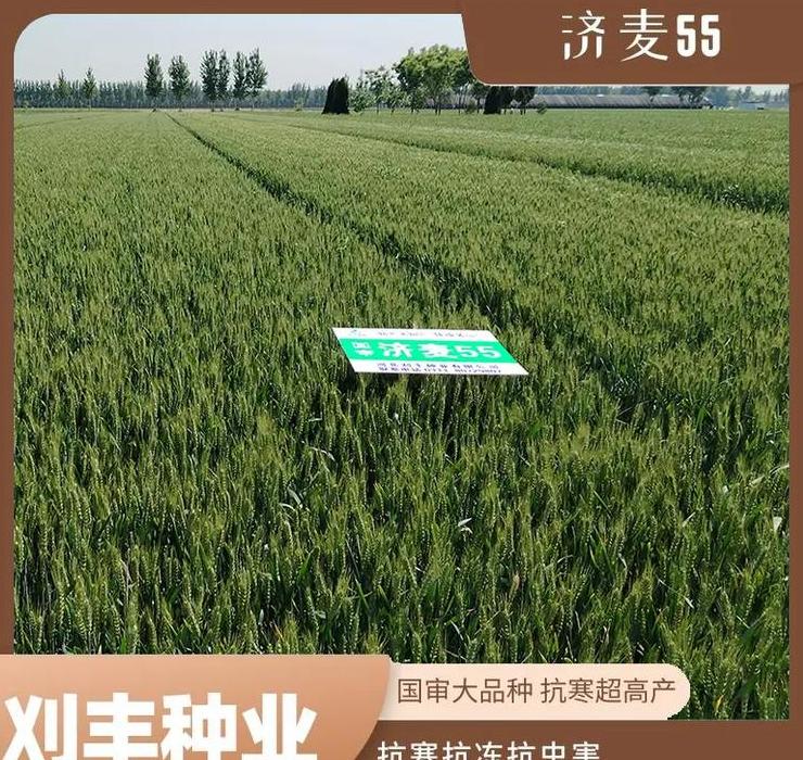 菏麦25小麦品种特点解析