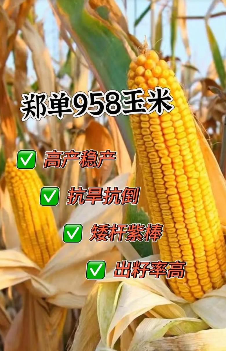 玉米多高算高杆