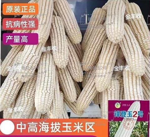 春播低温早熟玉米品种推荐