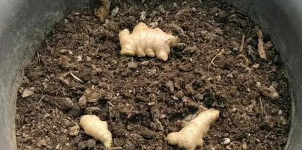 生姜盆栽种植全攻略