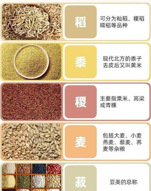 揭秘小米：水稻还是小麦？小米的营养与用途