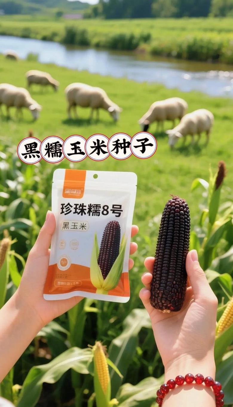 605玉米种多少天成熟