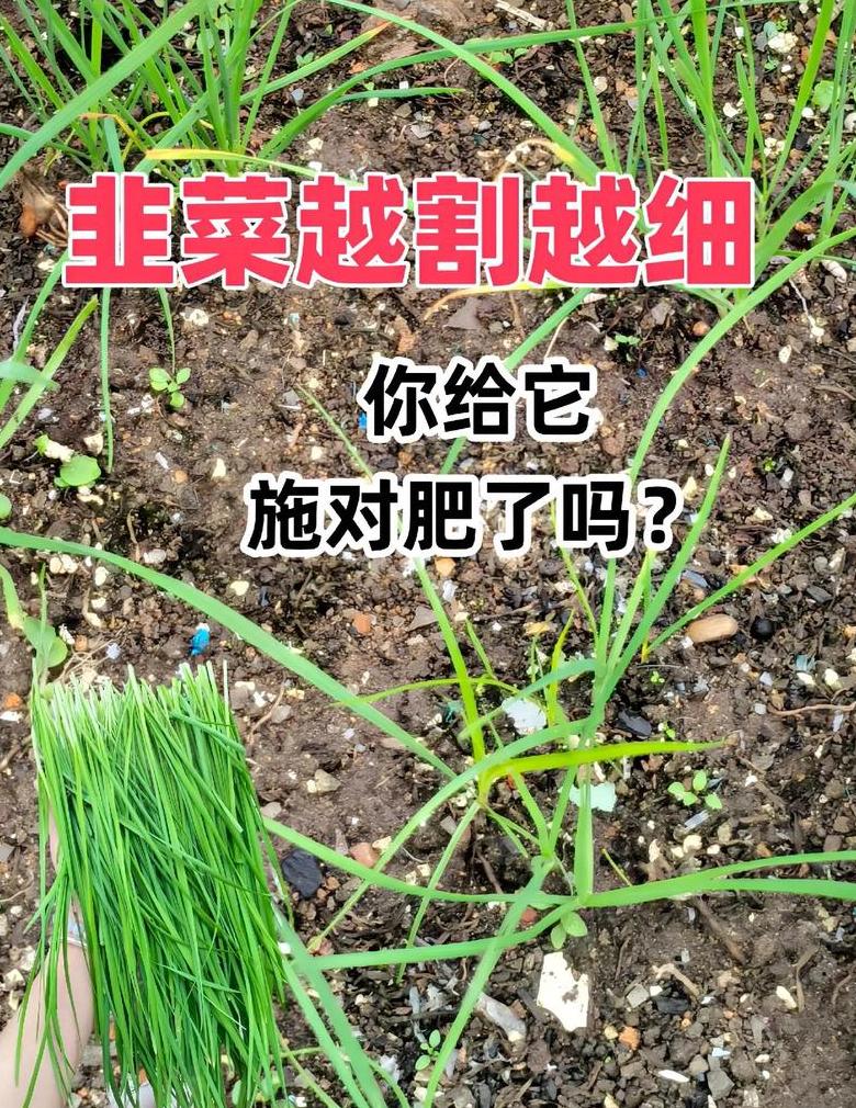 花盆韭菜种植技巧：促长壮、施肥与收获指南
