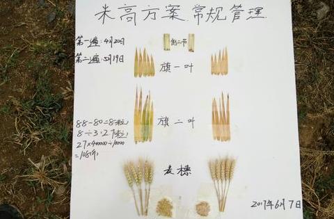 小麦小穗数是什么