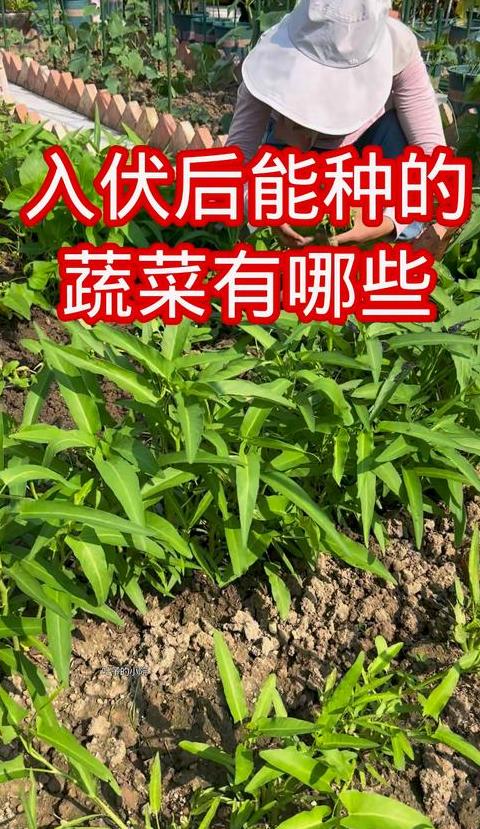 自己种的蔬菜怎么在网上卖呢