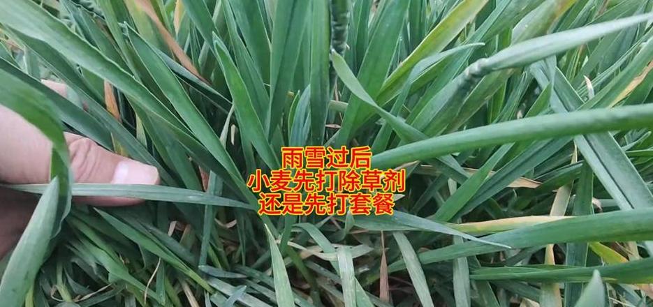 小麦泡水几天发芽
