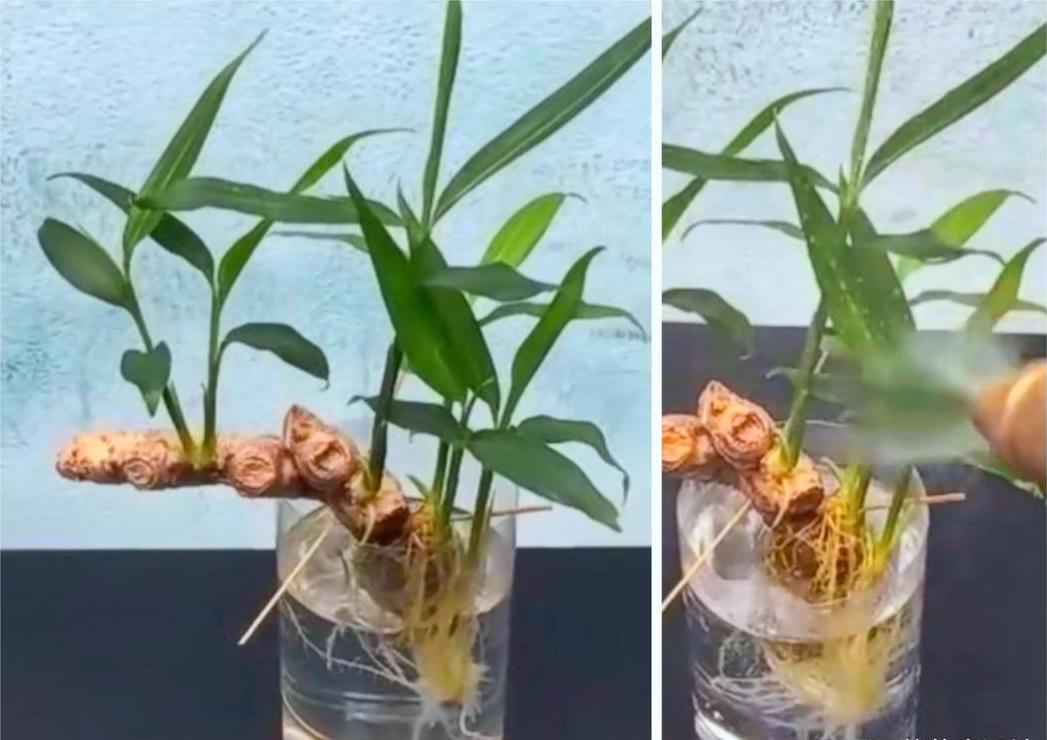 山姜种植技巧：喜阴还是喜阳？