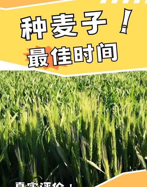 春小麦与冬小麦种植与收获时间详解