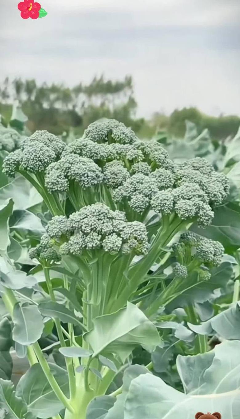 六七月蔬菜种植指南：夏季优选蔬菜品种