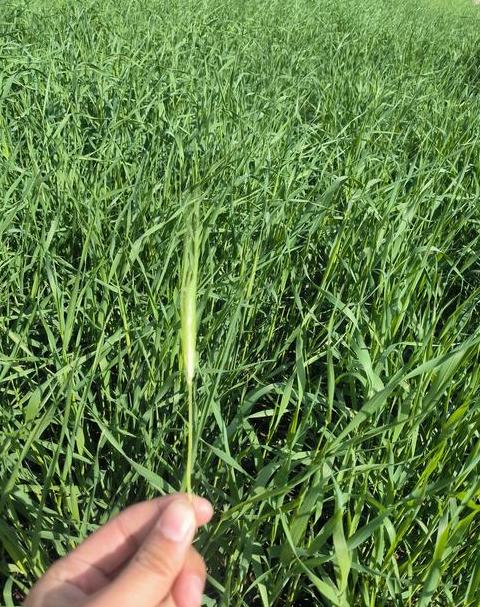 春小麦种植分布与播种时间一览