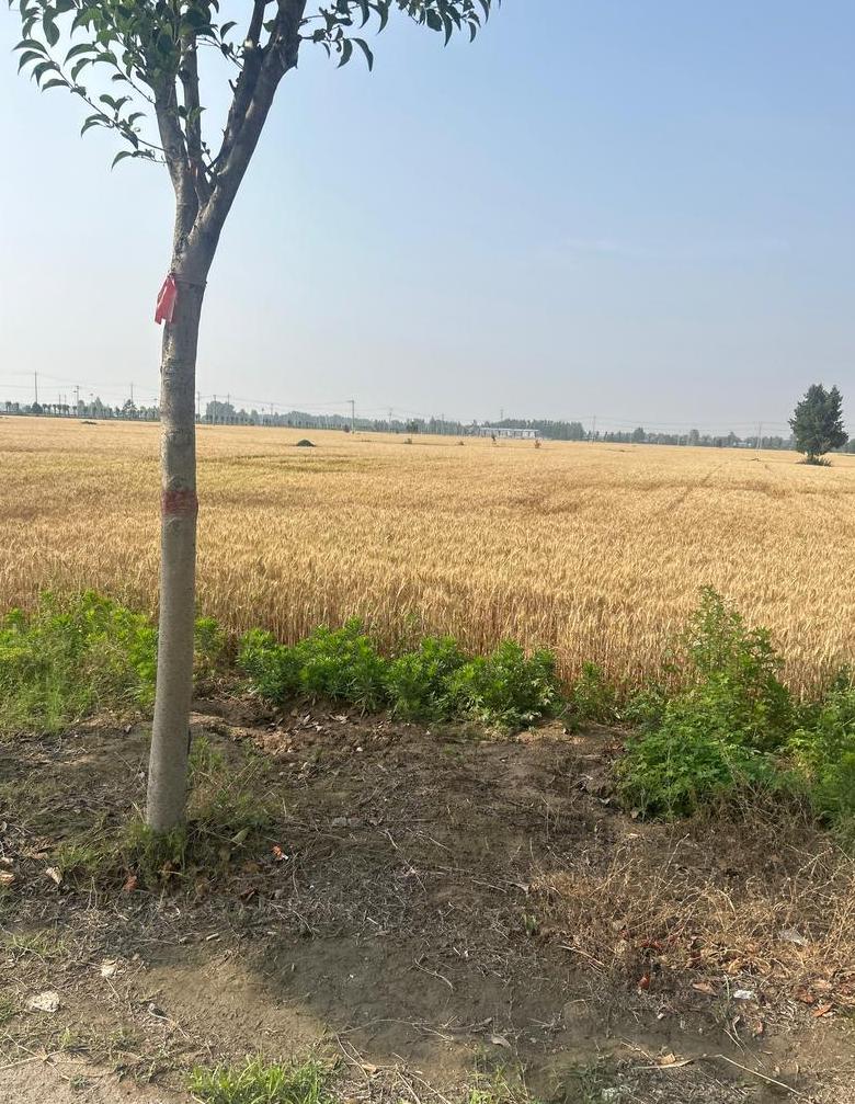 小麦收割时间与地域气候息息相关