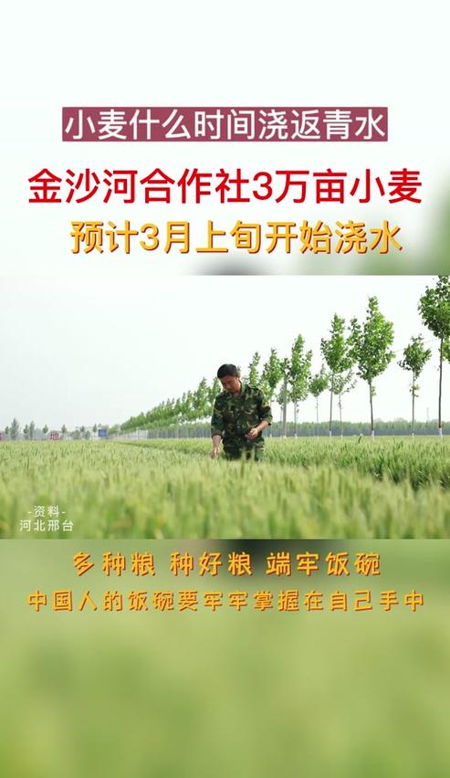 小麦返青水最佳浇水时间解析