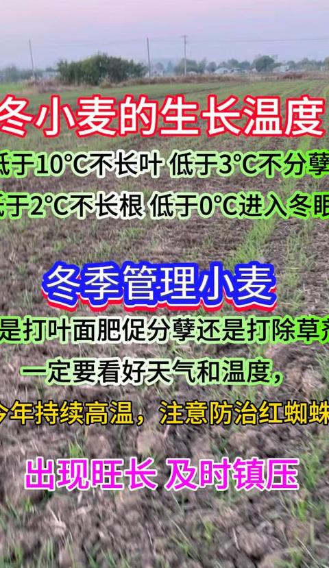 小麦最低温度几度时播种好