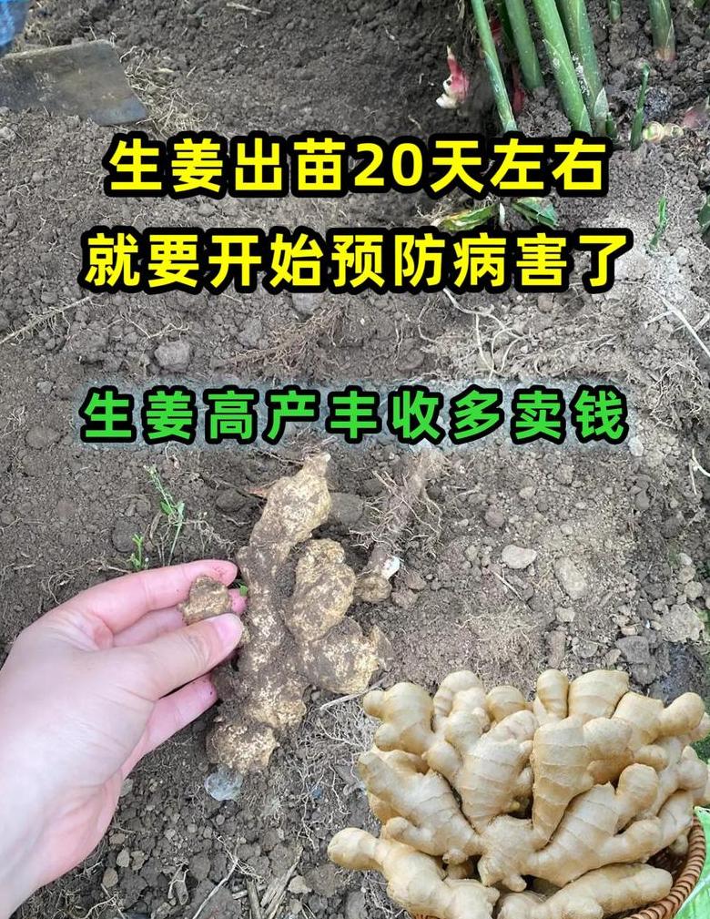 生姜种植肥料比例与施肥方法详解