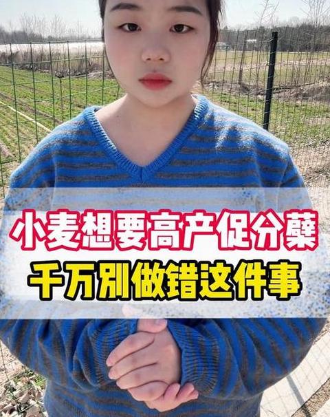 年后小麦分蘖少怎么办