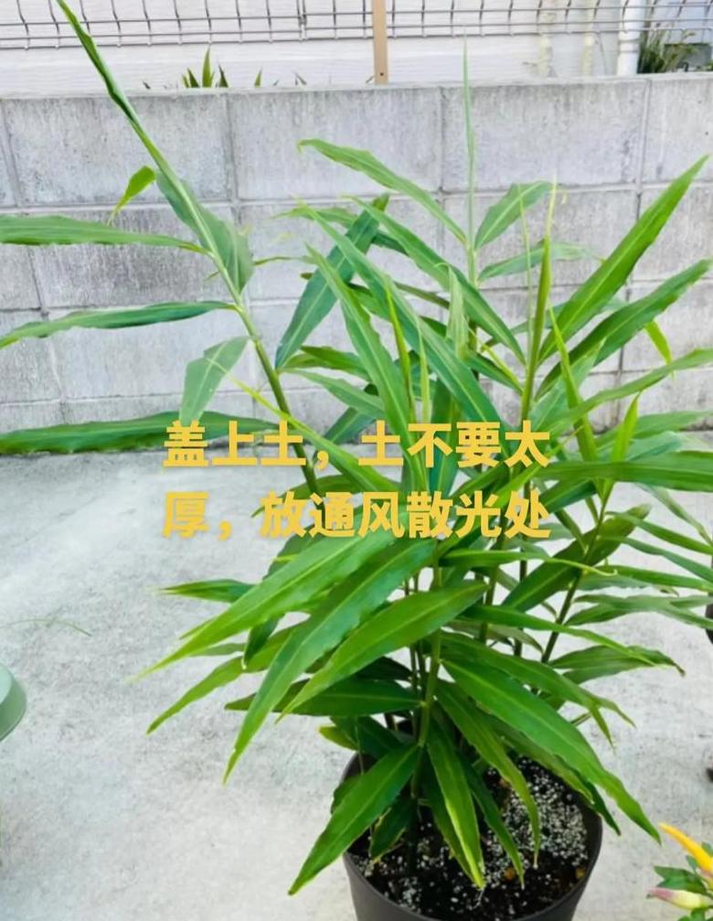 家庭生姜种植指南：从播种到收获