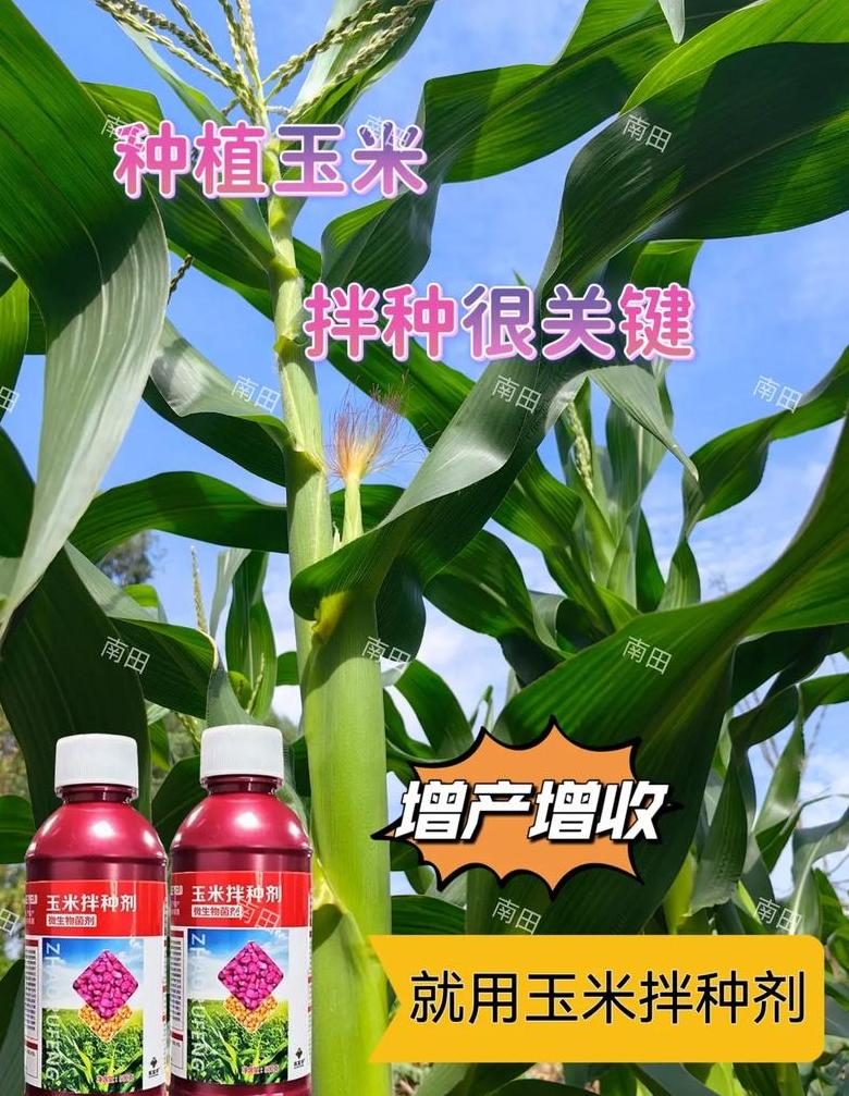 玉米种植密度与行距株距技巧
