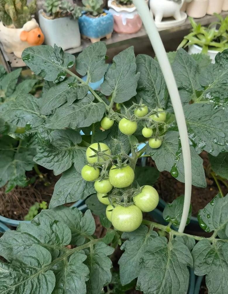 小盆栽种什么水果好