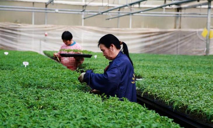 家庭蔬菜种植全攻略：容器选择、种子处理与冬季种植技巧